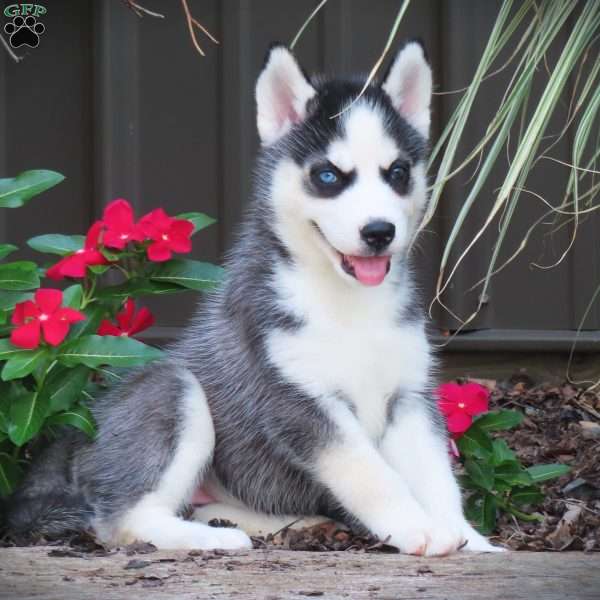 Queen, Siberian Husky Puppy